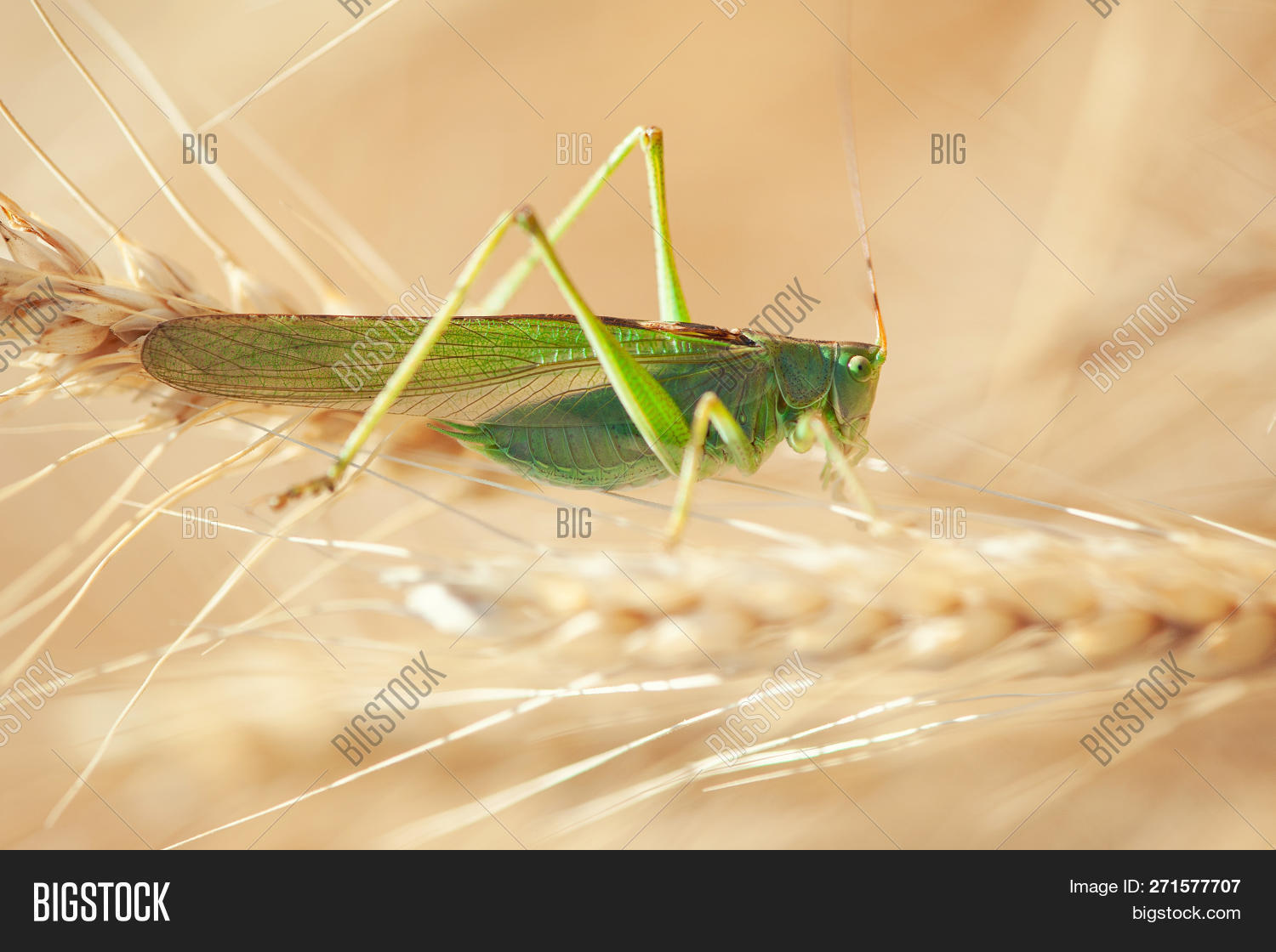 Locust On Wheat Grain Image & Photo (Free Trial) Bigstock