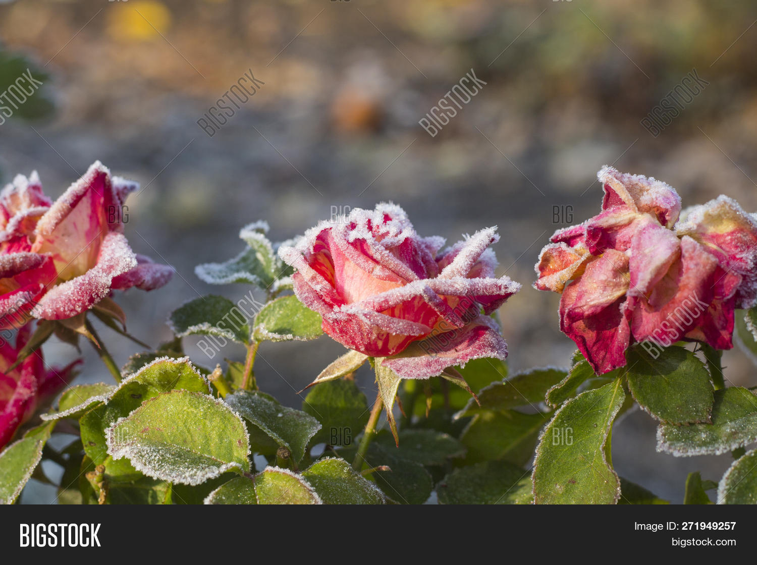 Red Rose Morning Frost Image & Photo (Free Trial) Bigstock