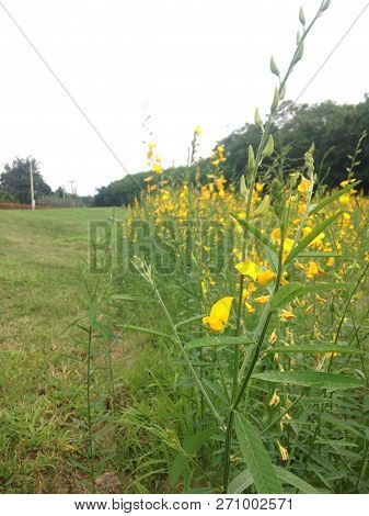 Yellow  Field Of Sunhemp With Green Moutain Background