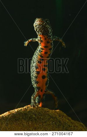 Danube Crested Newt, Triturus Dobrogicus In The Pond