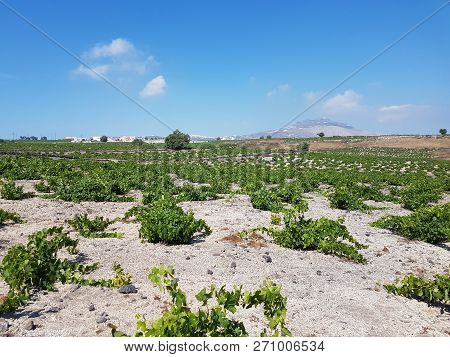 Vine Field Using Traditional Techniques In Santorini, Greece.