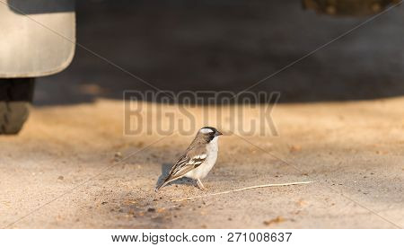 White Browed Weaver (plocepasser Mahali) Seeking Shelter Under A Car, Botswana