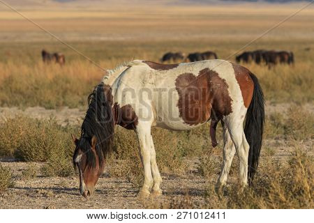 A Beautiful Wild Horse In The Utah Desert
