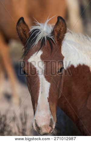 A Beautiful Wild Horse In The Utah Desert