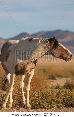A Beautiful Wild Horse In The Utah Desert