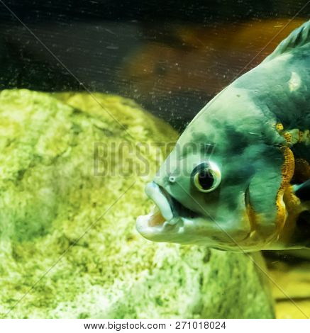 Tiger Oscar Fish Head In Close Up With Open Mouth, A Tropical Aquarium Pet From The South Of America