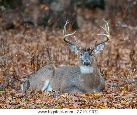 White-tailed Deer Bedded Down