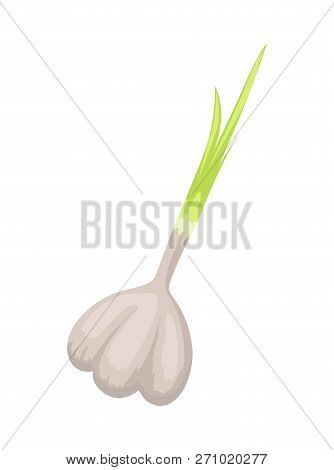 Garlic Head With Clipping Path Isolated Vector Icon In Cartoon Style. Hand Drawn Relish, Colorful Ba