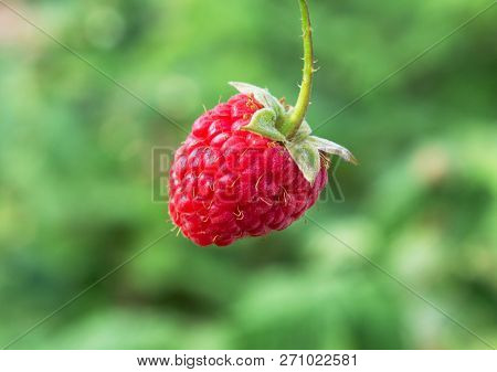 Raspberry Bush Plant. Branch Of Ripe Raspberries In A Garden