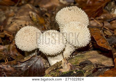 White Lycoperdon Perlatum On The Forest Floor In Foliage