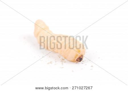 Larva Bark Beetle (scolytinae). Larva Of Bark Beetles Legless Isolated On White Background.