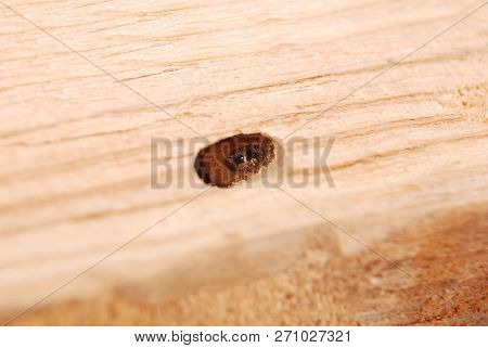 Larva Bark Beetle (scolytinae). Larva Of Bark Beetles Legless In His Burrow On Wood Background.