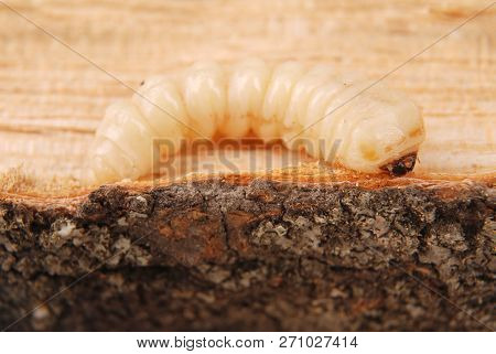 Larva Bark Beetle (scolytinae). Larva Of Bark Beetles Legless On Wood Background.