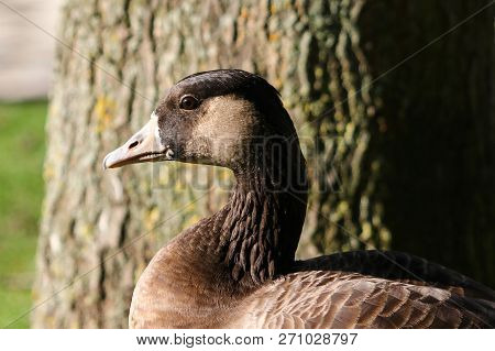 A Canada Goose X Greylag Hybrid Crossbreed
