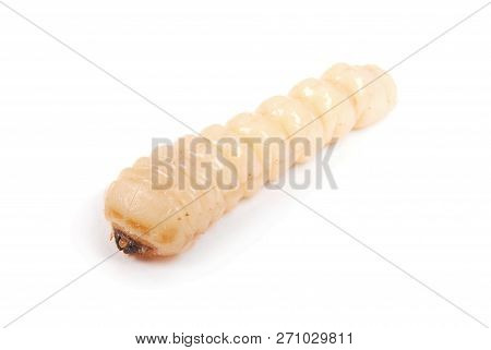 Larva Bark Beetle (scolytinae). Larva Of Bark Beetles Legless Isolated On White Background.