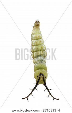 Isolated Mature Caterpillar Of Tabby Butterfly  (pseudergolis Wedah) Preparing To Chrysalis On White