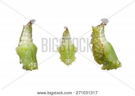 Isolated Pupation To Chrysalis Of Tabby Butterfly  (pseudergolis Wedah) On White