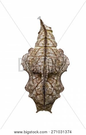 Isolated Chrysalis Of Tabby Butterfly  (pseudergolis Wedah) On White