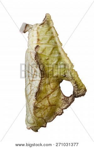 Isolated Chrysalis Of Tabby Butterfly  (pseudergolis Wedah) On White