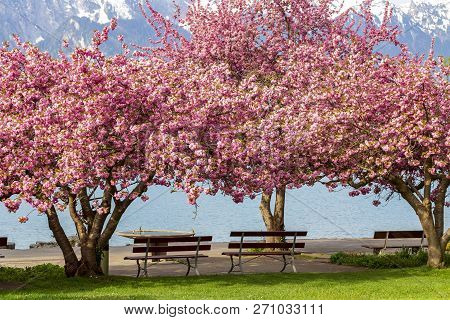 Blooming Pink Japanese Cherry Or Sakura Flowers (prunus Serrulata Or Kanzan) With Bench Near Lake An