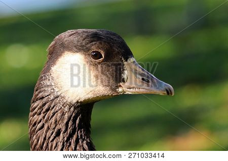 A Goose Hybrid, Cross Between A Canada Goose And Greylag