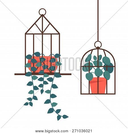Geometric Standing And Hanging Terrarium With Potted Plants: Pilea Peperomioides Plant, Climbing Pla