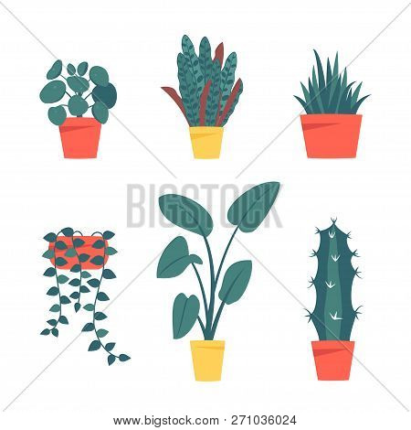 Set Of Decorative Houseplants Isolated On White Background. Bundle Of Trendy Plants Growing In Pots 