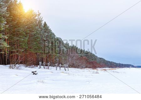 Winter Snowy Pine Forest Narva Bay. Narva-joesuu