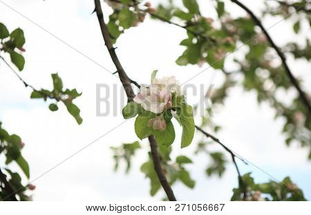 Apple Flower At Spring Dry Sunny  Day
