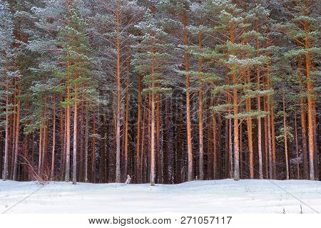 Winter Snowy Pine Forest Narva Bay. Narva-joesuu