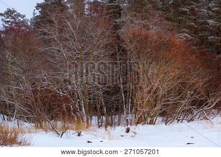 Winter Snowy Pine Forest Narva Bay. Narva-joesuu