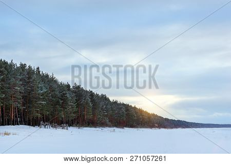 Winter Snowy Pine Forest Narva Bay. Narva-joesuu