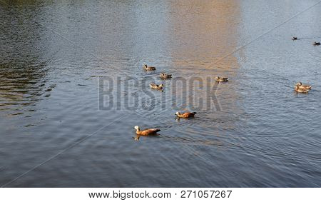 Ducks On Water At Dry Sunny Summer Day