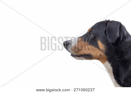 Cute Dog Portrait From White Background - Isolated Appenzeller Mountain Dog