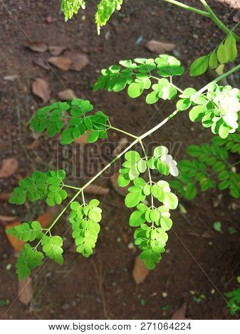 Closeup Picture Of Herbal Moringa Oleifera Leaves
