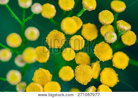 Tansy Flowers Close Up. Tanacetum Vulgare Blossom Plant. Yellow Healthy Herb Flowers, Macro View.