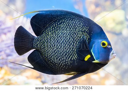 King Angelfish Holacanthus Passer , Also Known As The Passer Angelfish.