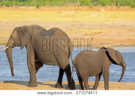 African Elephants Standing Back To Back In Hwange Mational Park