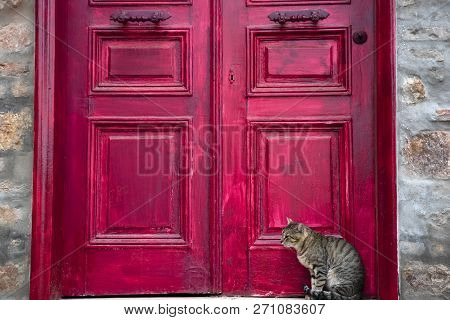 A Cute Tabby Cat Is Sitting Beside A Red Wooden House Door At Street.