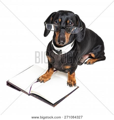 Cute Dachshund Dog, Black And Tan, In Glasses And On Open Book, Note Pad, Isolated On  White Backgro