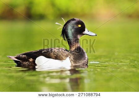 Beautiful Tufted Duck Male Swimming On Water Surface Of Pond ( (aythya Fuligula )