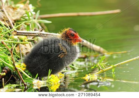 Common Eurasian Coot Young Chick Near The Nest ( Fulica Atra )