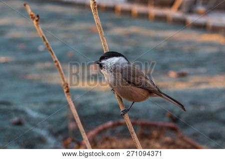 Ordinary Nuthatch Or Sittidae On A Dry Branch Of A Tree In The Autumn Forest Of The Russian Far East