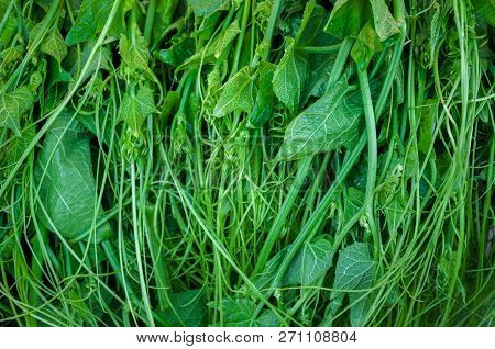 Close Up Chayote Leaf Top View Green Fresh Background, Sechium Edule