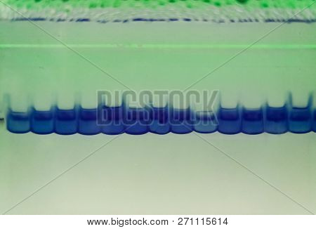 Close-up Of An Electrophoresis For Protein Separation. Observed Lanes With Blue Color Of Loading Buf