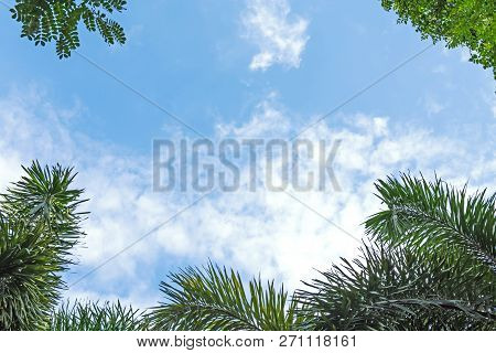 The Sky And The Bright Clouds Are The Bushes Of Green Trees,plam In The Foreground