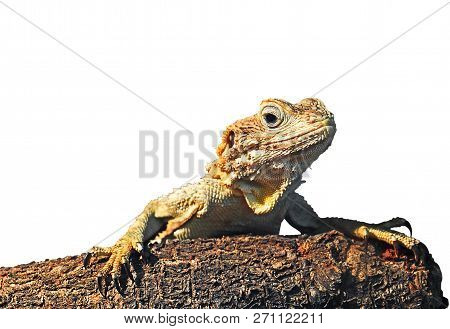 Painted Dragon On Branch Isolated On White Background With Clipping Path