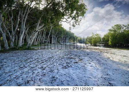 Elim Beach Camp Site With Paper Bark Trees On The Foreshore