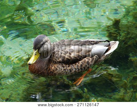 The Duck At The Source Of The Bosna River In Sarajevo