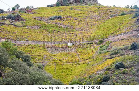 View Vineyards, Grapes, Cottages And Transport Rails Along River Sil.